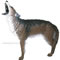 Delta McKenzie 3D Howling Coyote - click for more information